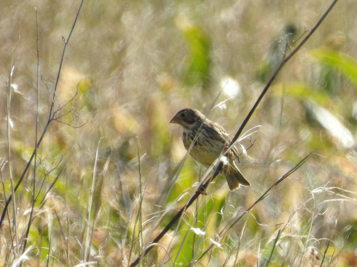 Corn Bunting - ML411546261