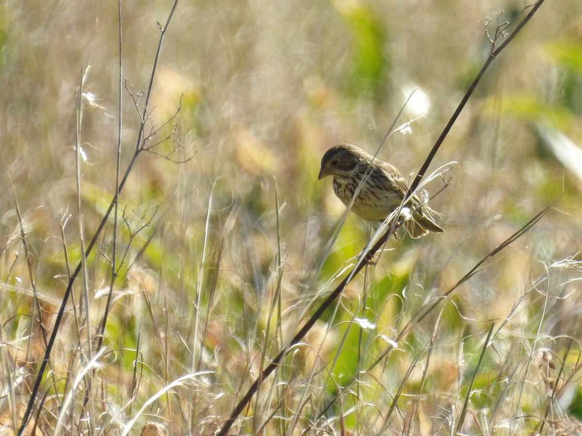 Corn Bunting - ML411546271