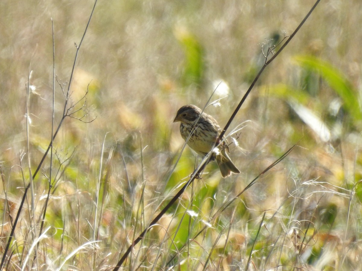 Corn Bunting - ML411546281