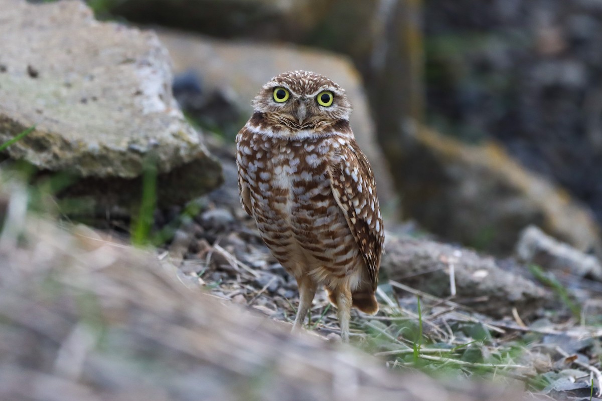 Burrowing Owl - ML411546461
