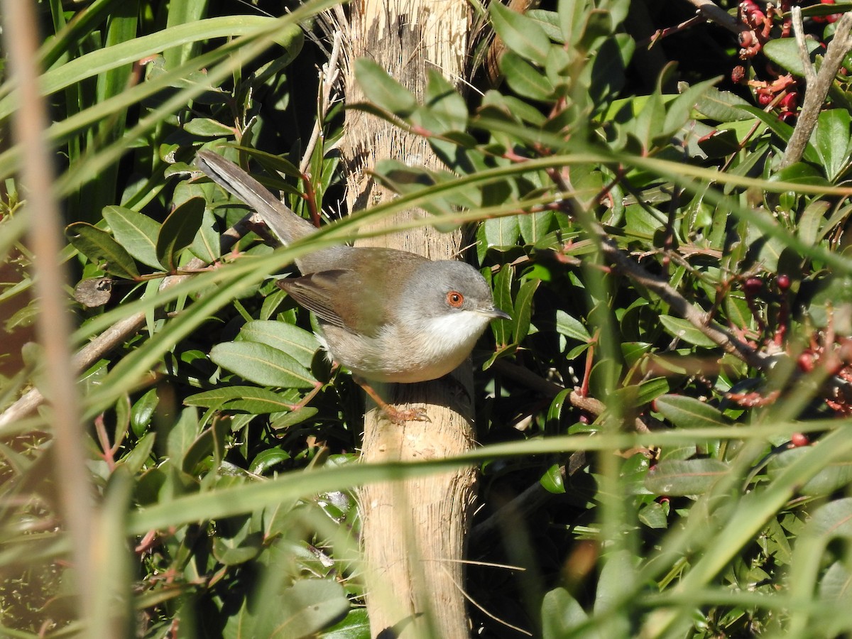 Sardinian Warbler - ML411547111