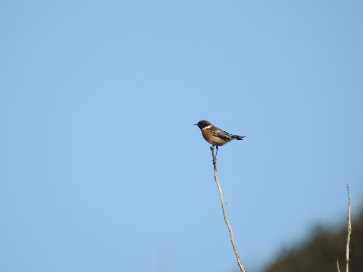 European Stonechat - ML411547211
