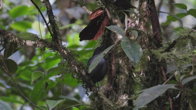 Spot-winged Antbird - ML411547461