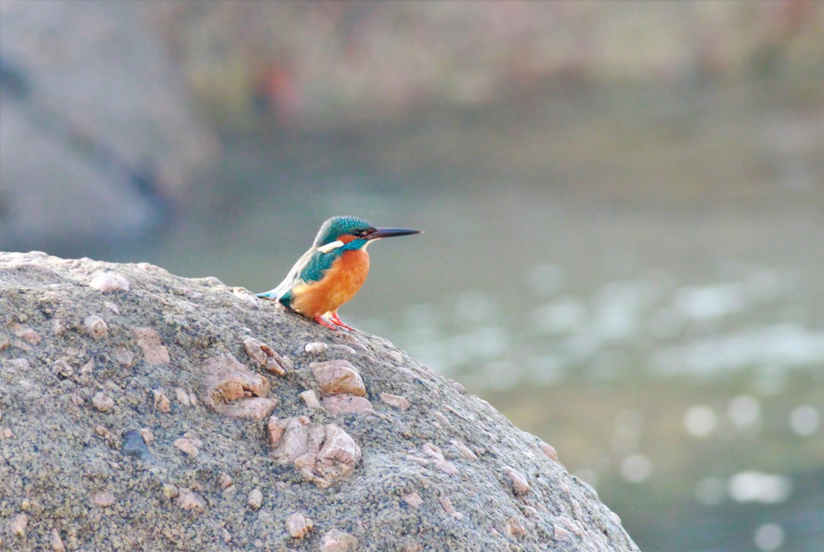 Common Kingfisher - ML411547601