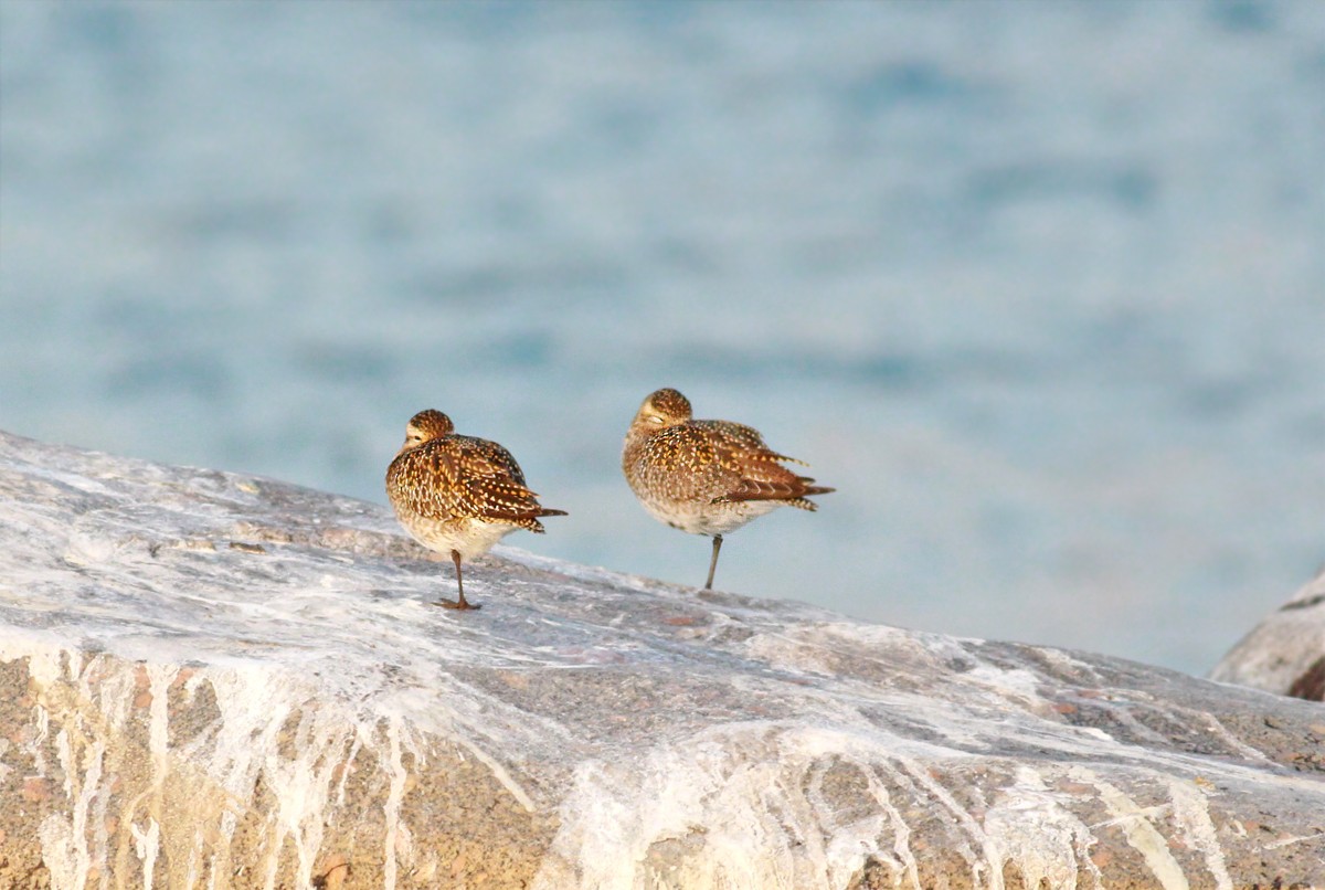 European Golden-Plover - ML411548321