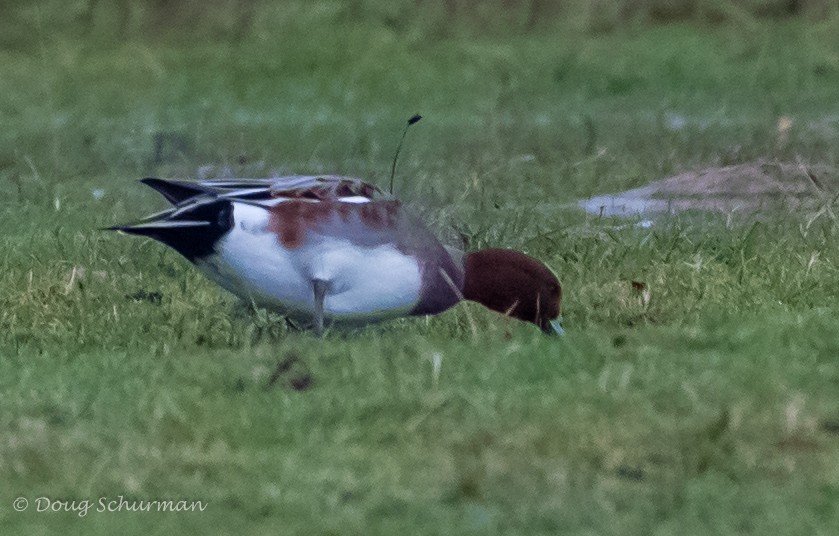 Canard siffleur ou C. d'Amérique - ML41154971