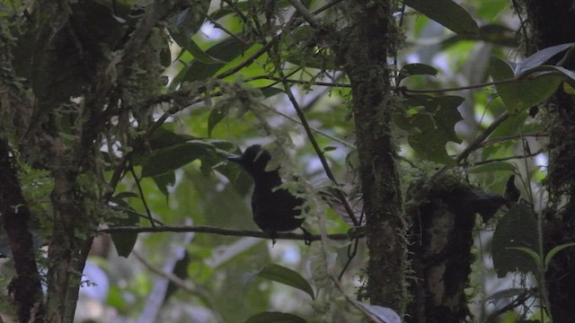 Spot-winged Antbird - ML411549711