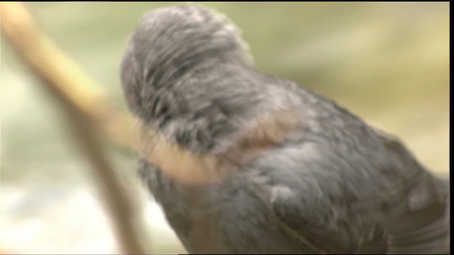 American Dipper (Northern) - ML411551