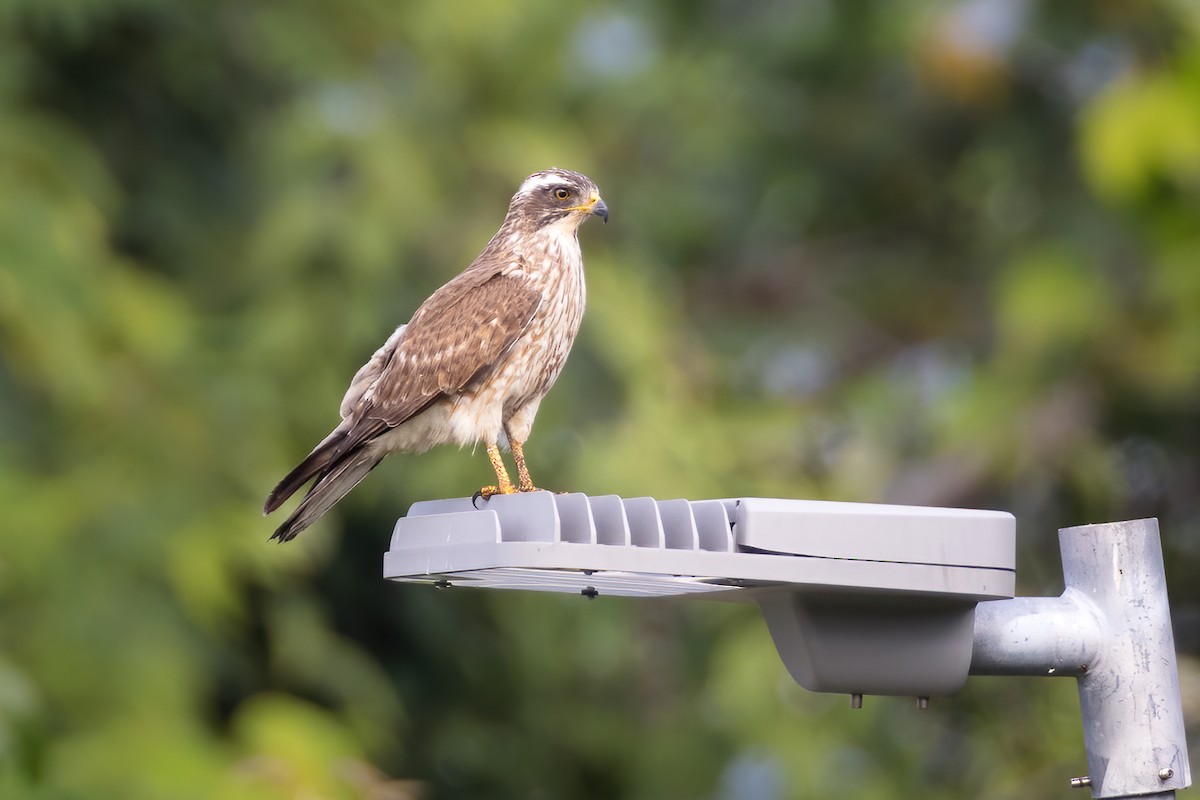 Gray-faced Buzzard - ML411551021