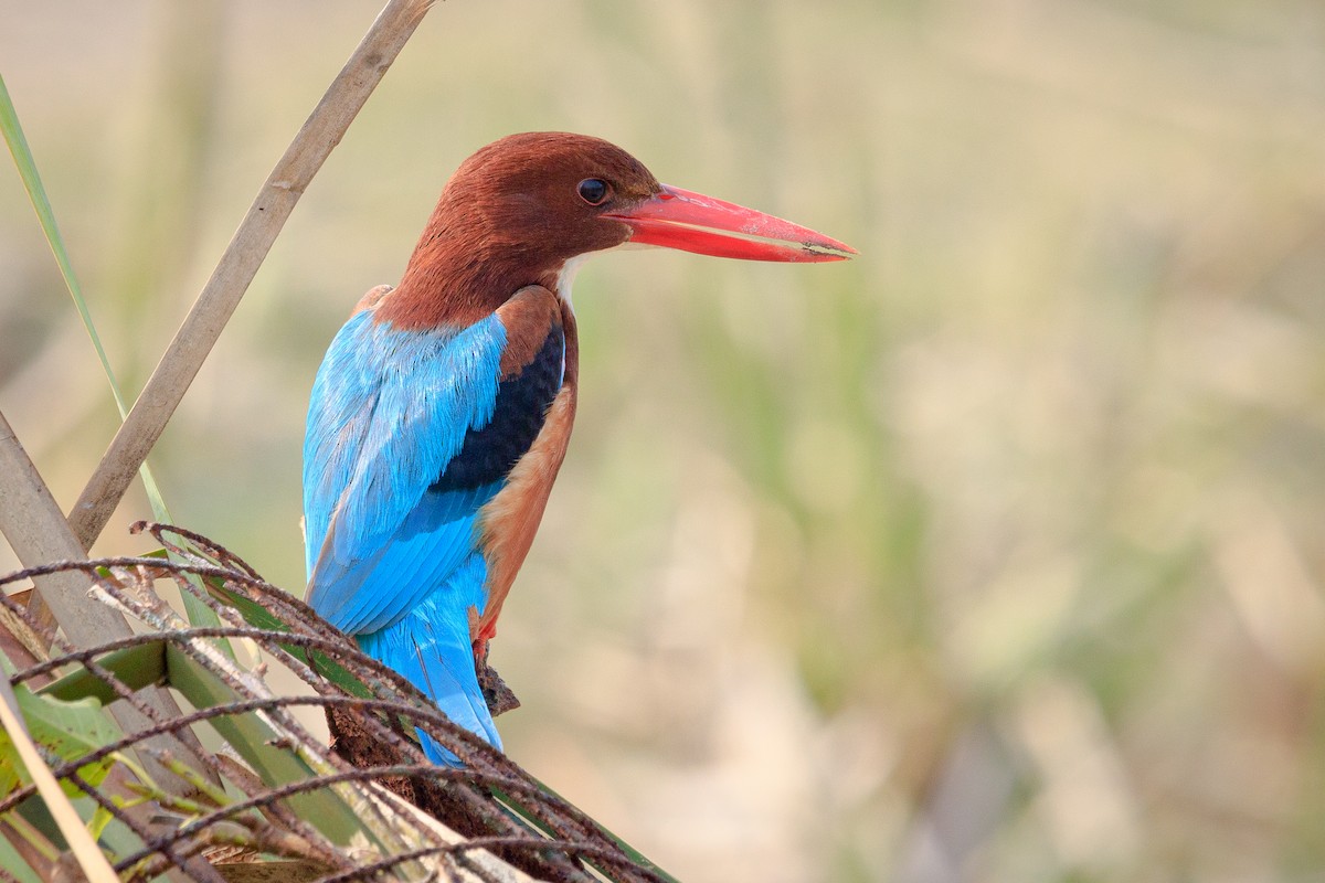 White-throated Kingfisher - ML411551311