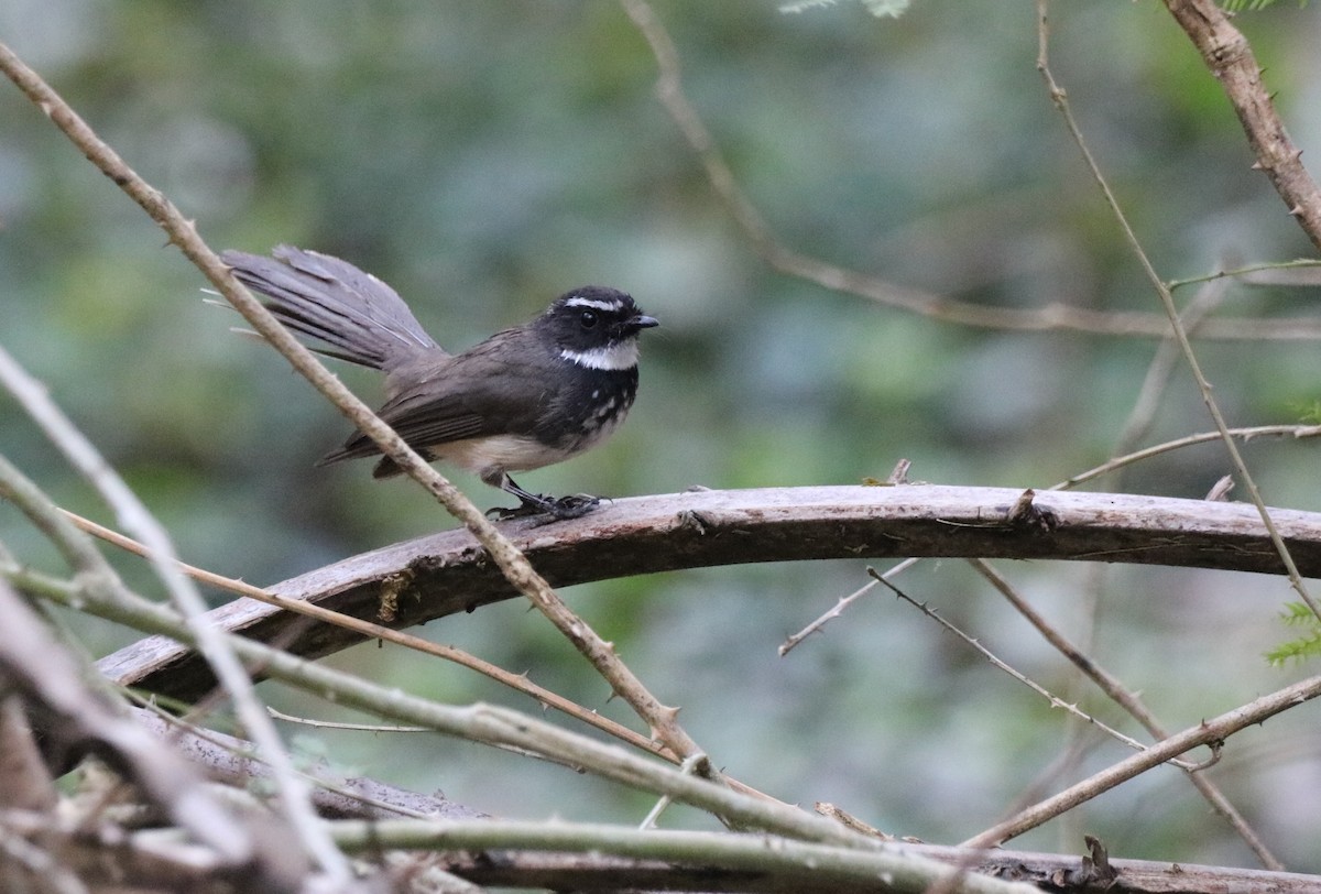 Spot-breasted Fantail - ML411555521