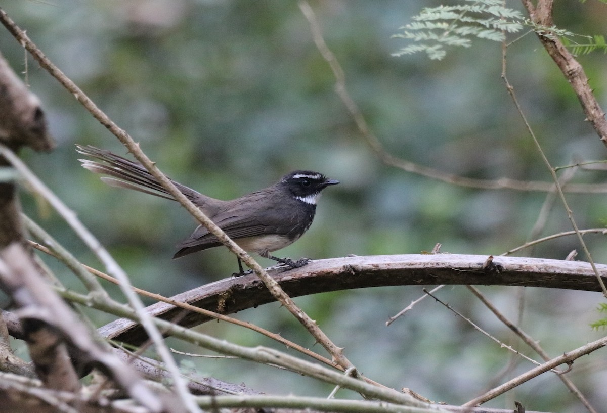 Spot-breasted Fantail - ML411555561