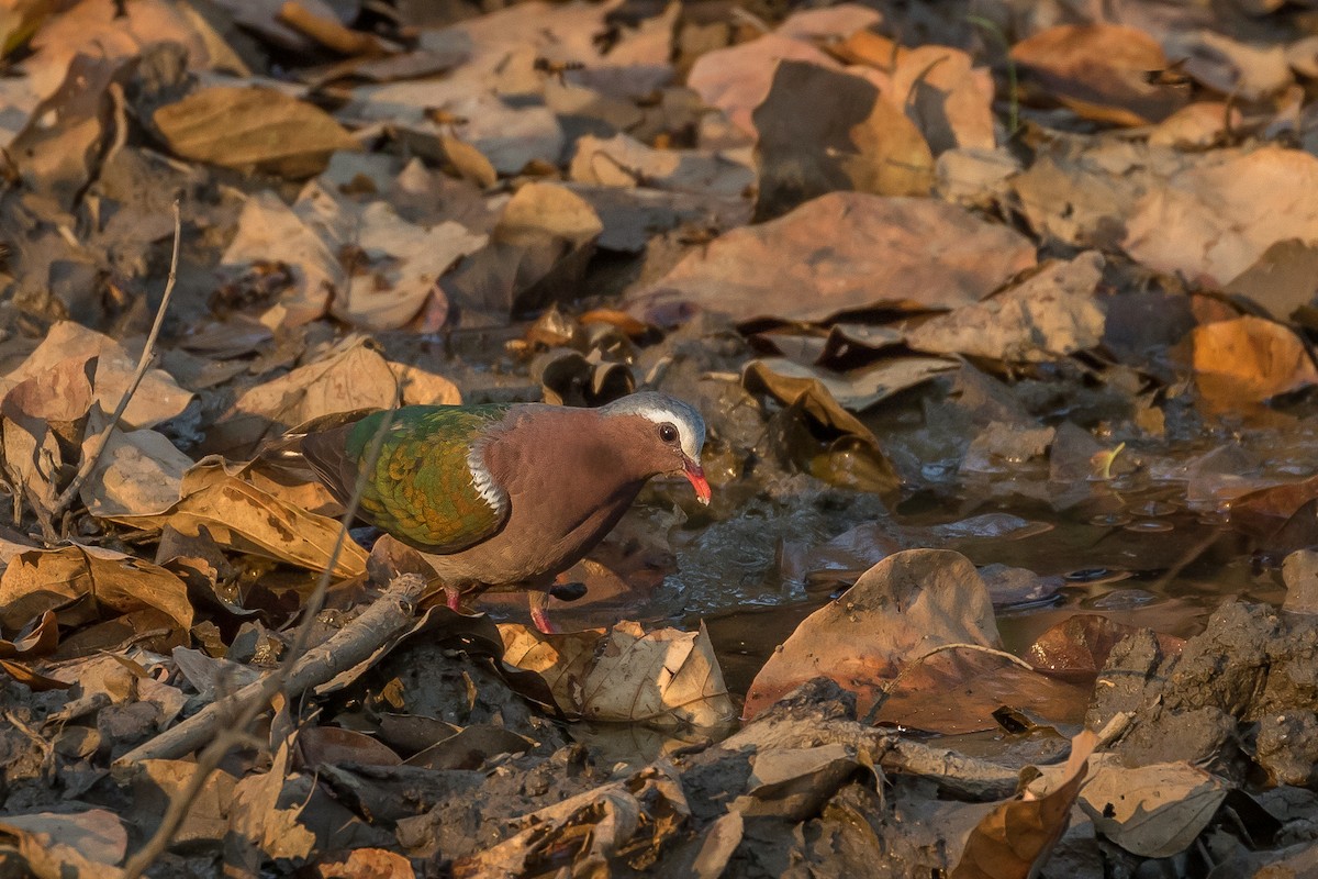 Asian Emerald Dove - ML411556461