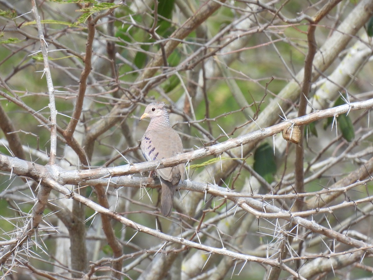 Common Ground Dove - Jorge Alcalá