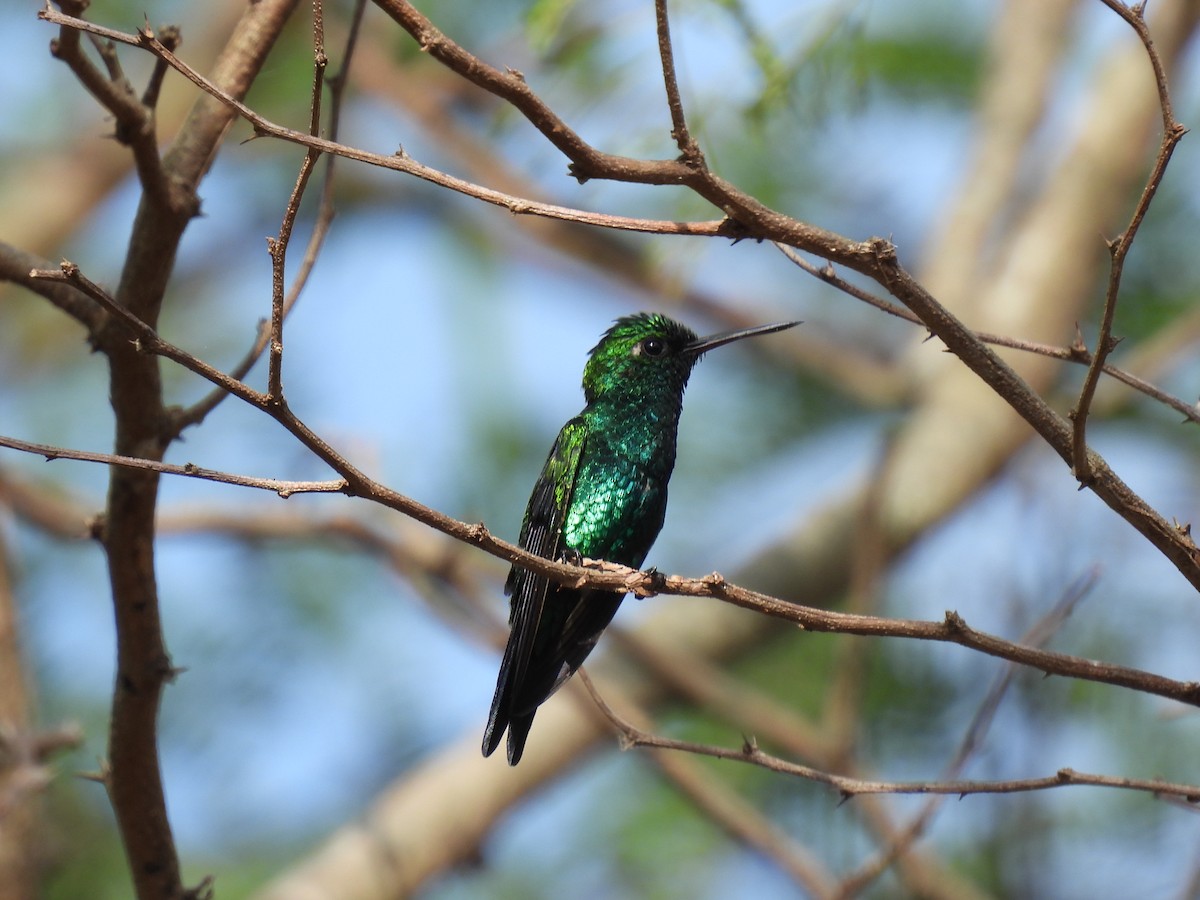 Red-billed Emerald - Jorge Alcalá