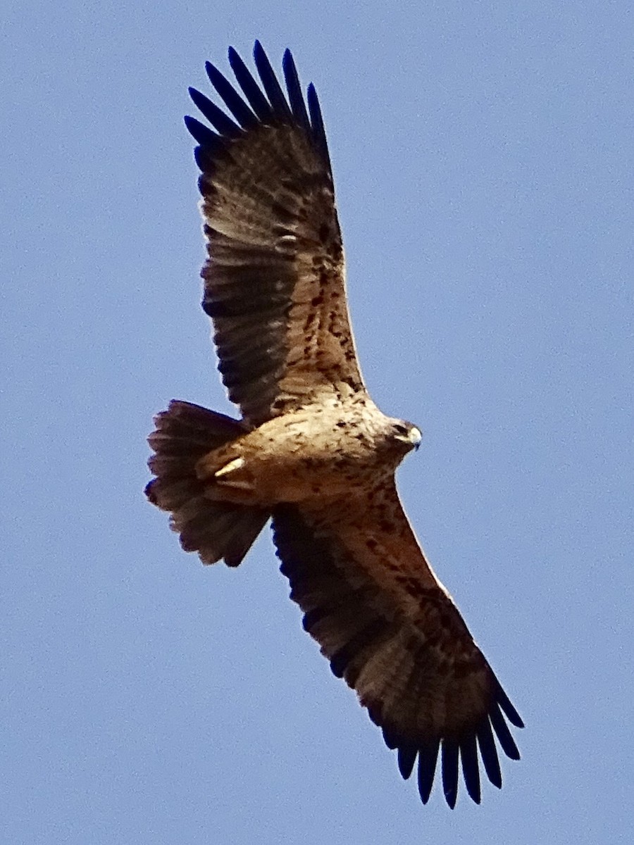 Spanish Eagle - ML411557891