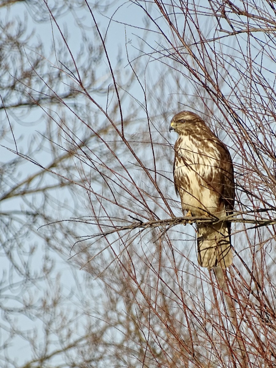 Common Buzzard - ML411558201