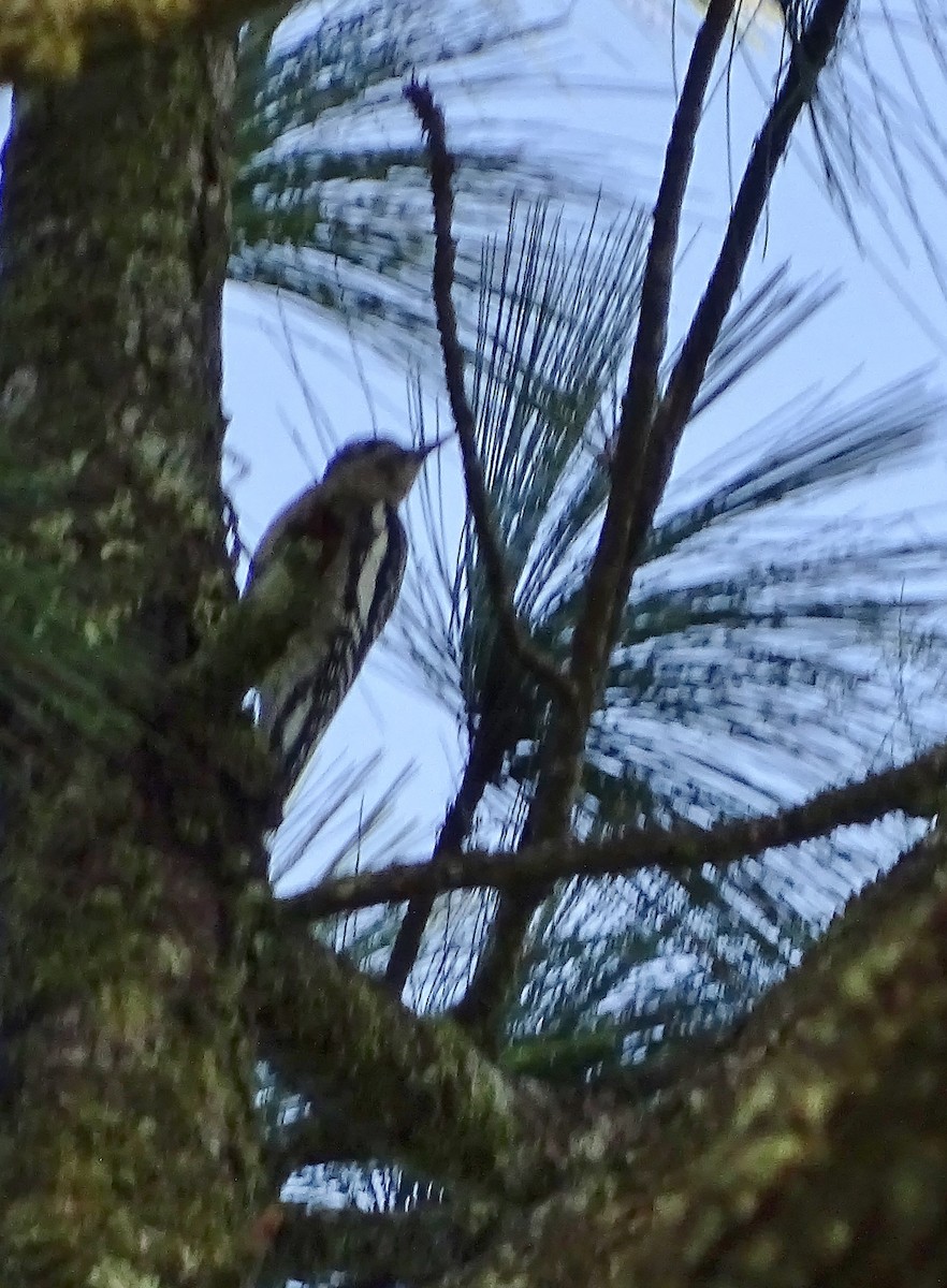 Yellow-bellied Sapsucker - ML41155831