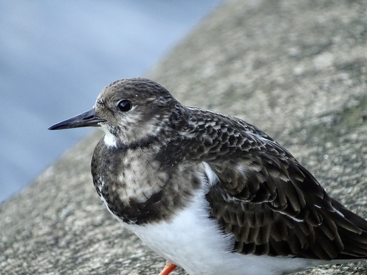 Ruddy Turnstone - ML411558551