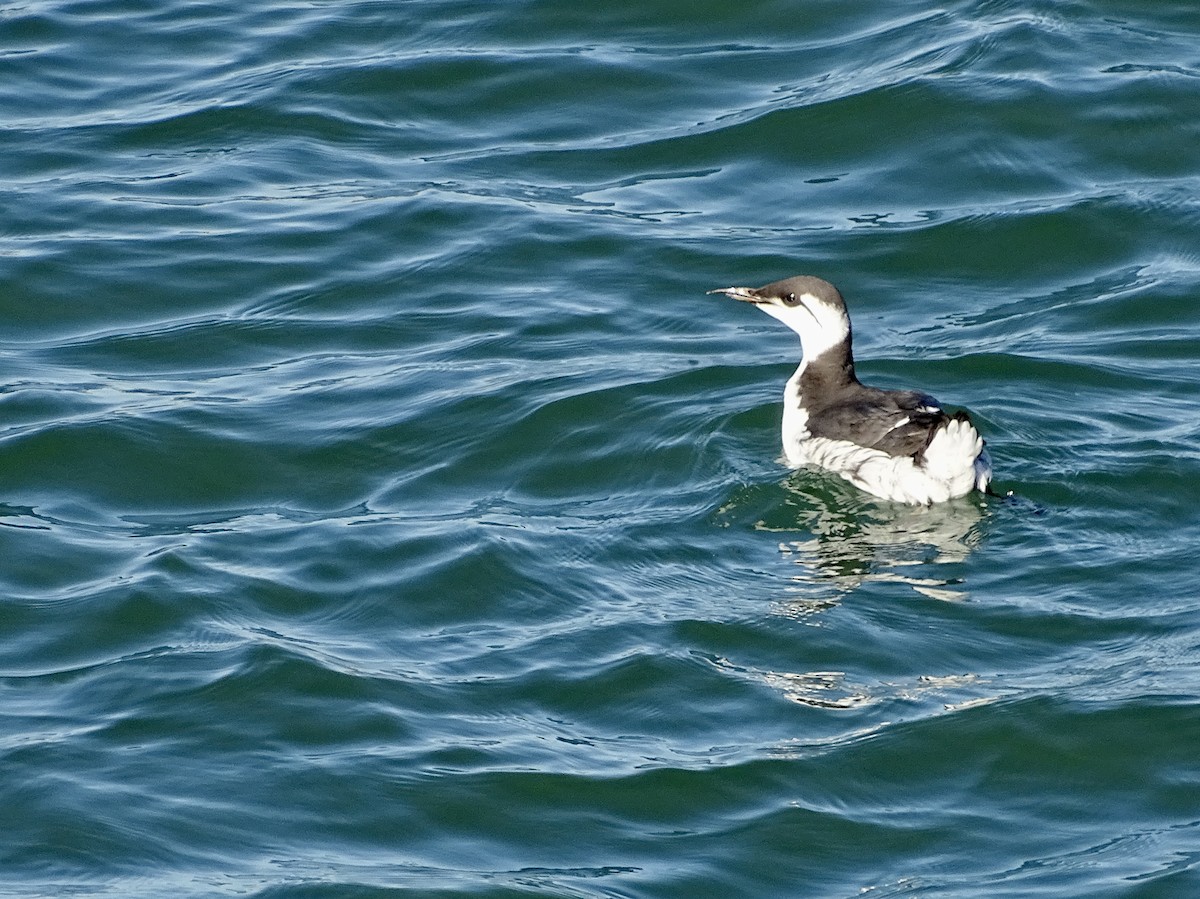 Guillemot marmette - ML411558601