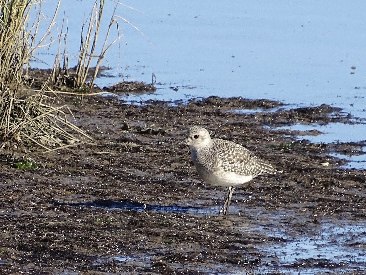 Black-bellied Plover - Javier Atrio