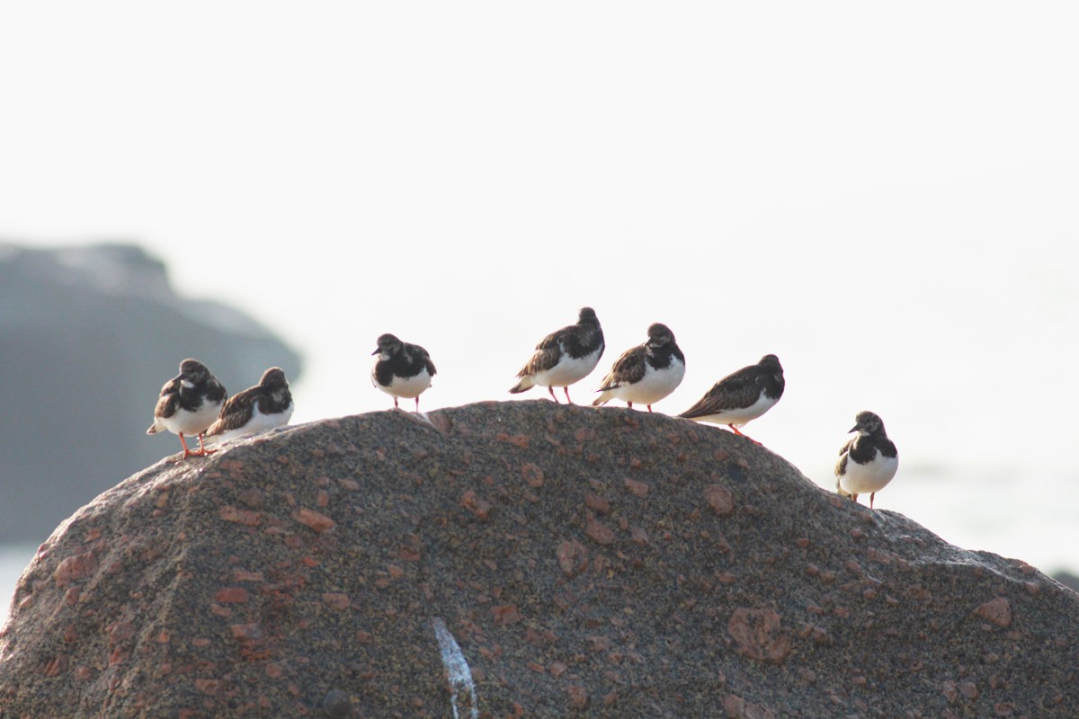 Ruddy Turnstone - ML411560341
