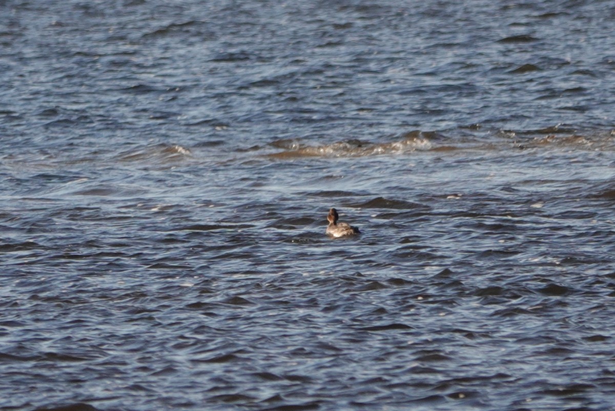 Common Goldeneye - ML411560521