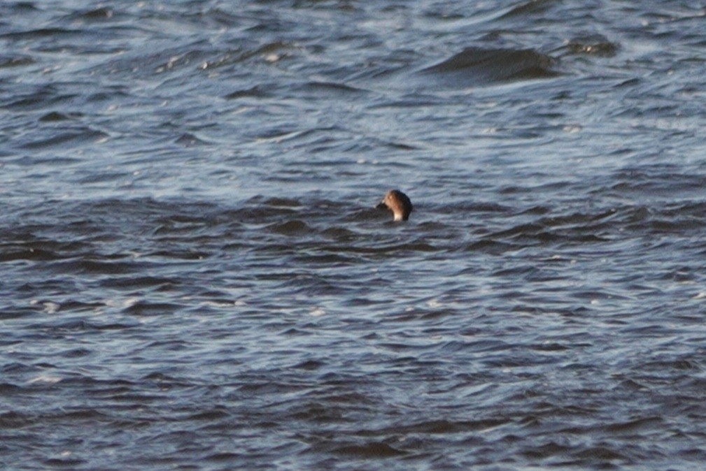 Common Goldeneye - ML411560651