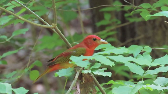 Summer Tanager - ML411560661