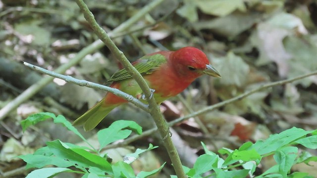 Summer Tanager - ML411560671