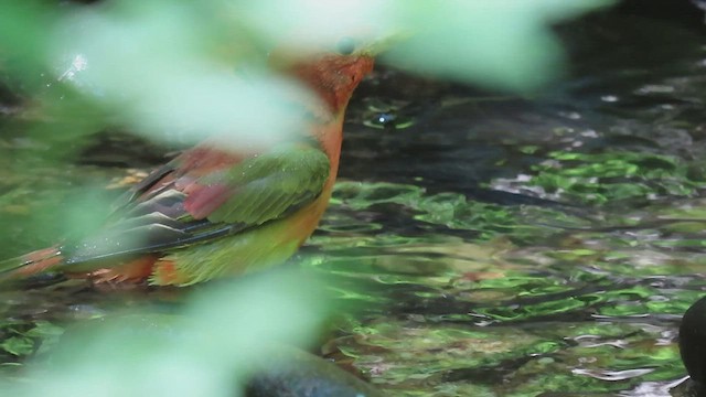 Summer Tanager - ML411560691