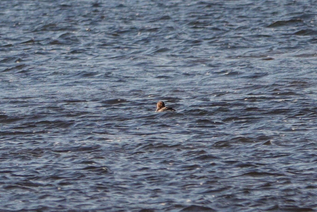 Common Goldeneye - ML411560811