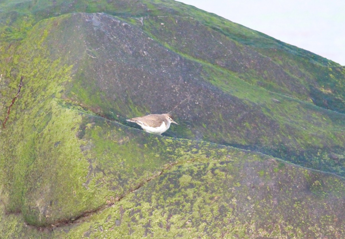 Common Sandpiper - ML411560841