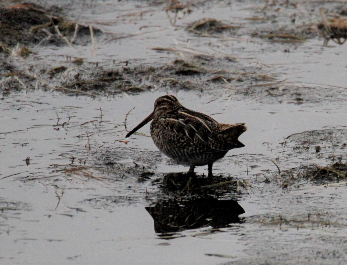 Wilson's Snipe - ML411560941