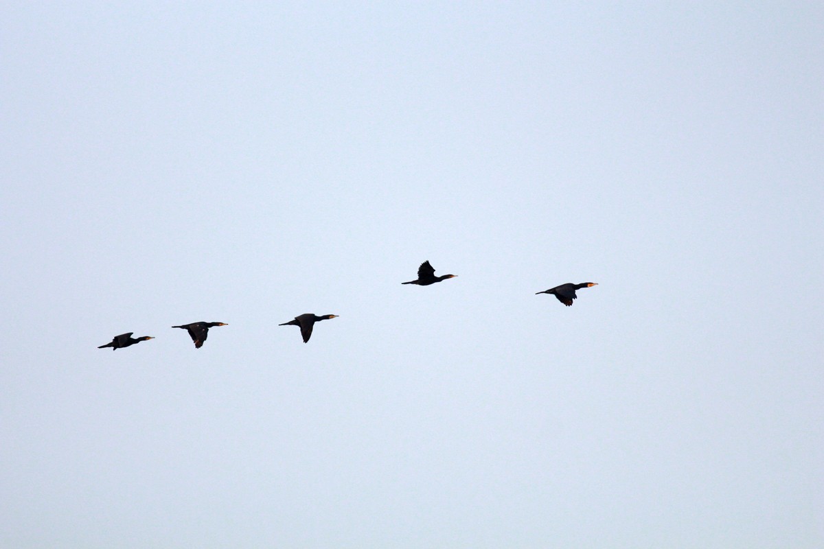 Great Cormorant - ML411560951