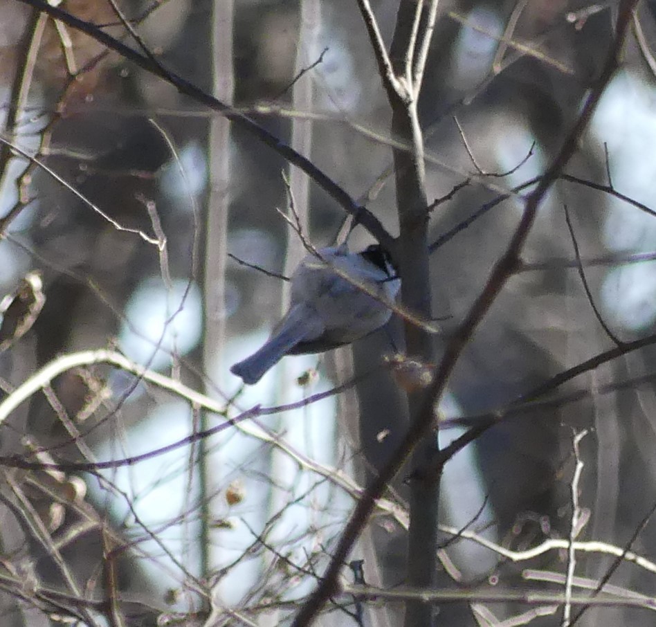 Carolina Chickadee - ML411560981