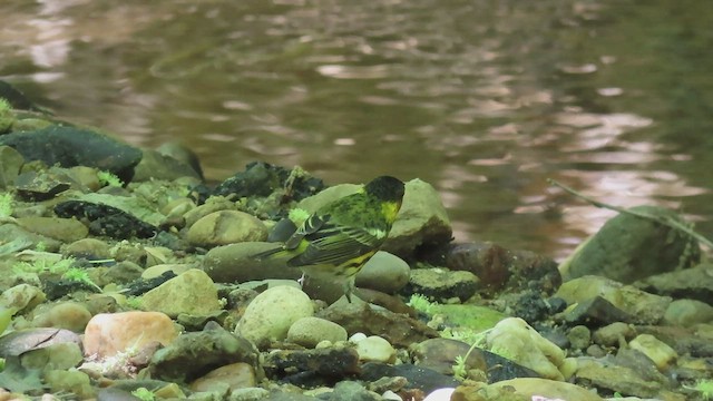 Tigerwaldsänger - ML411561071