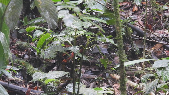 White-plumed Antbird - ML411561311