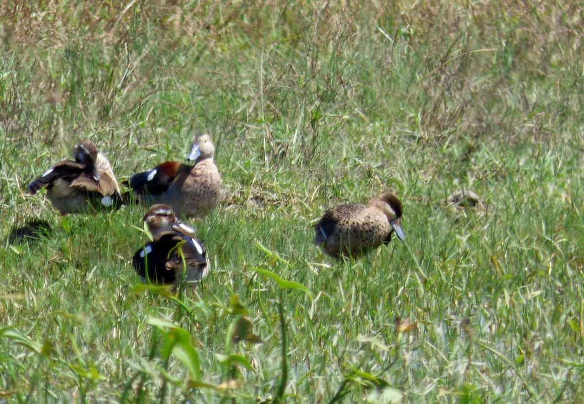 Silver Teal - Pablo Hernan Capovilla