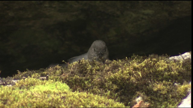 American Dipper (Northern) - ML411562