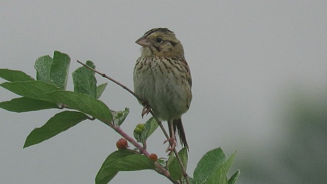 Henslow's Sparrow - ML411562121