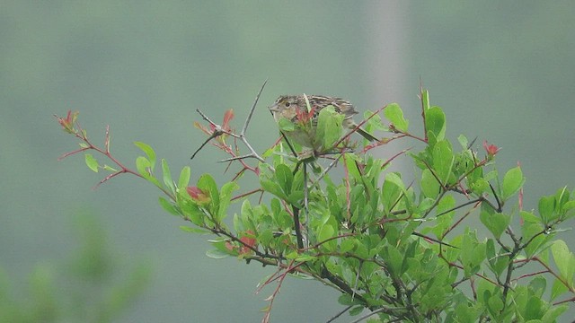 Grasshopper Sparrow - ML411562151
