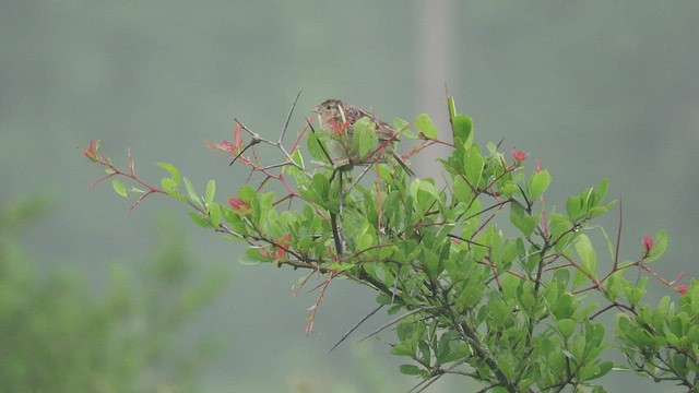 Grasshopper Sparrow - ML411562181