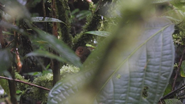 Common Scale-backed Antbird - ML411562531