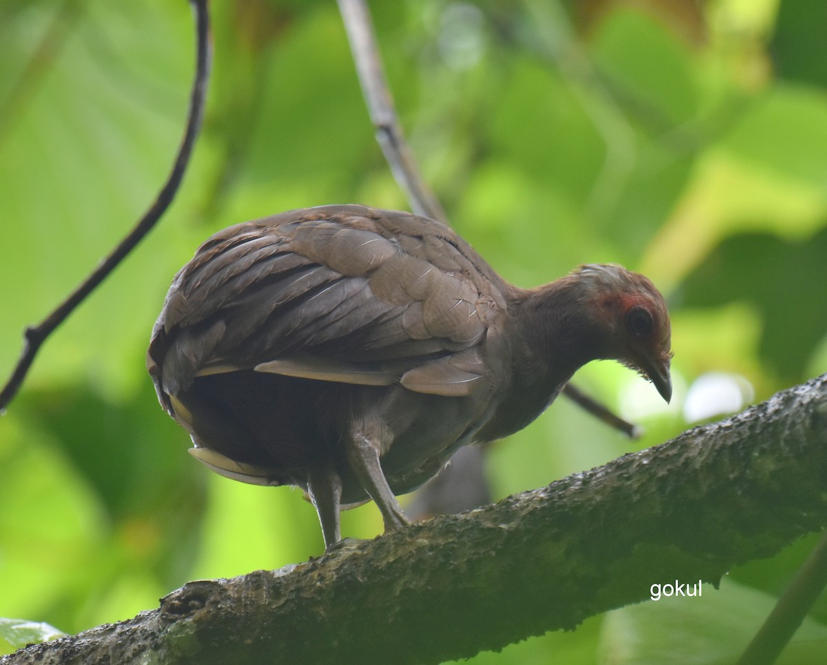 Nikobaren-Großfußhuhn - ML411562601