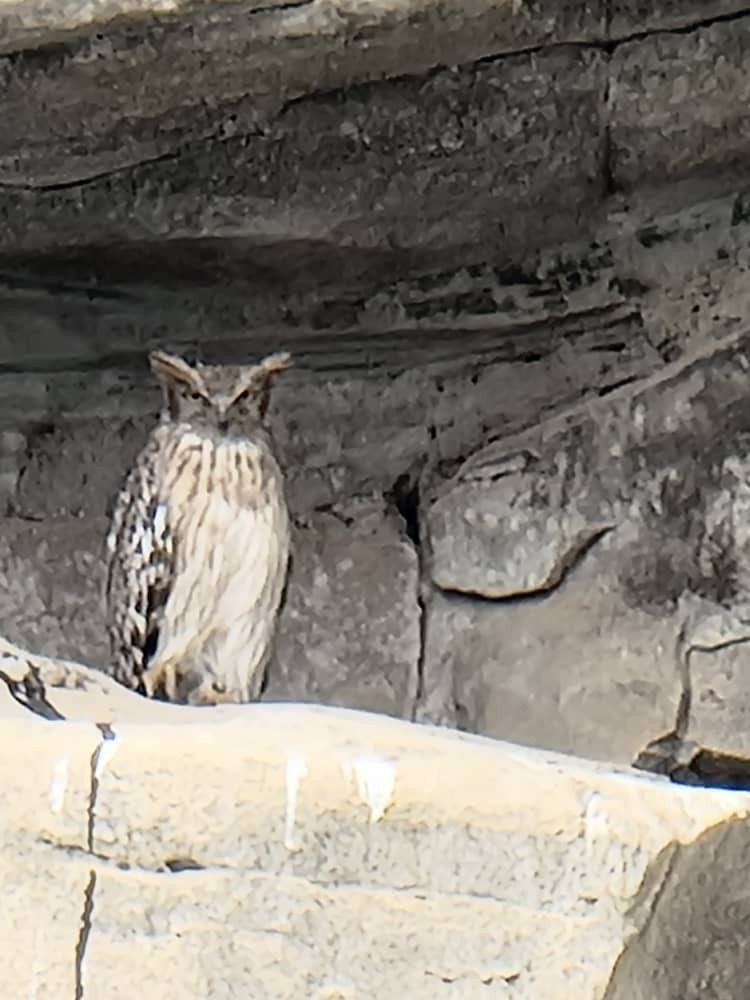 Brown Fish-Owl (Turkish) - ML411563651