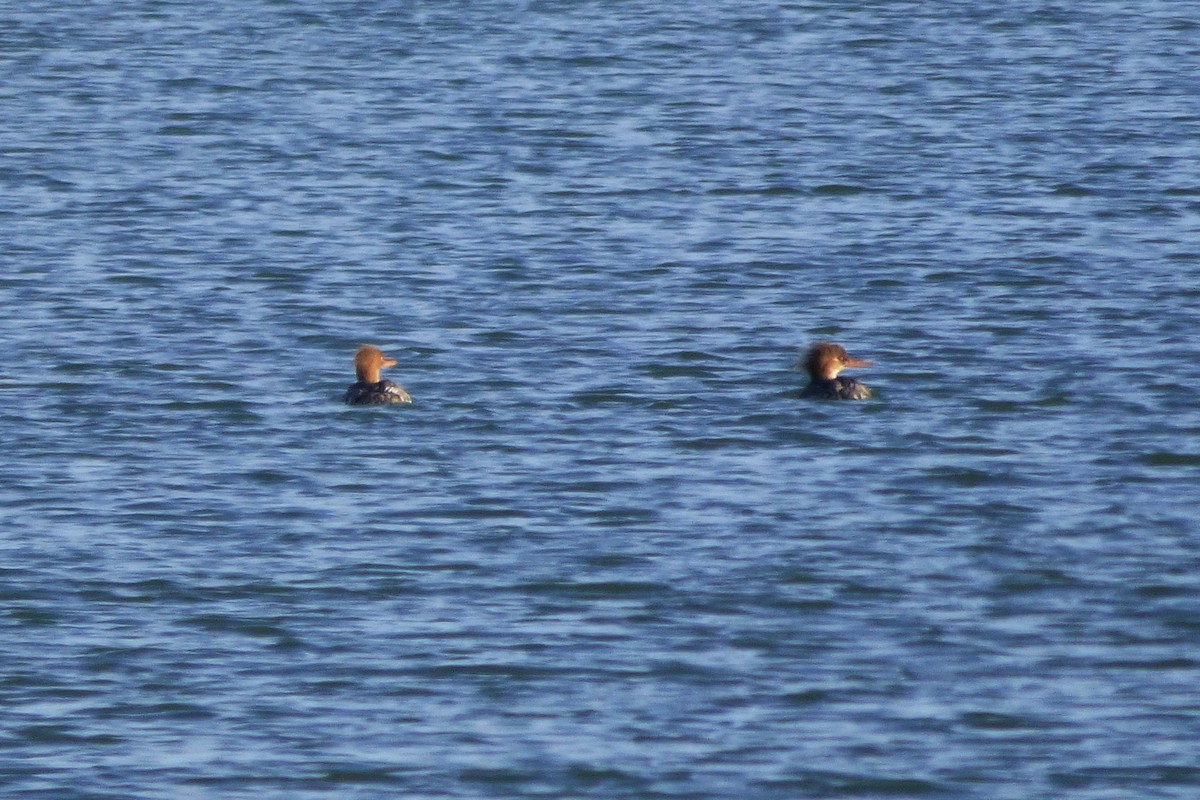 Red-breasted Merganser - Laura Rollán