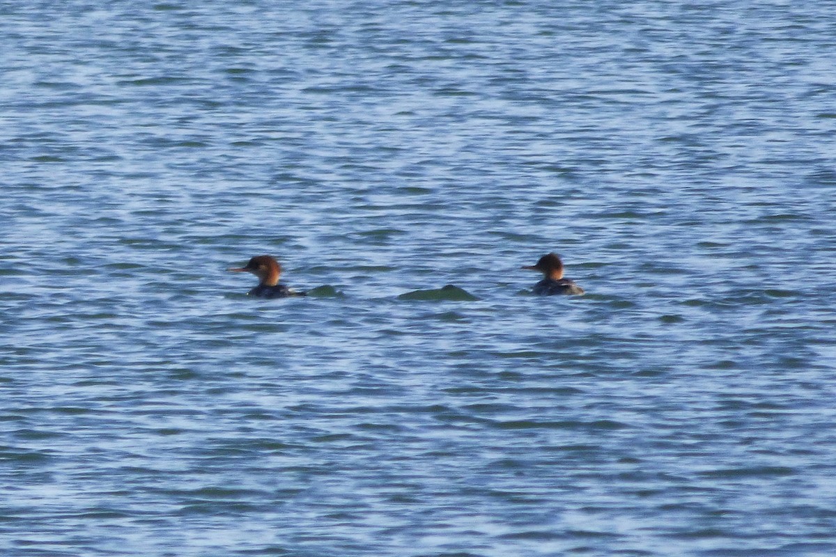 Red-breasted Merganser - ML411564851