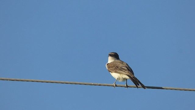 Fork-tailed Flycatcher - ML411565541