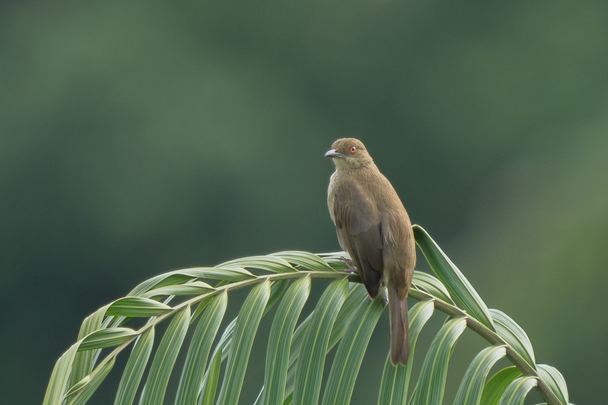 Red-eyed Bulbul - ML411566251